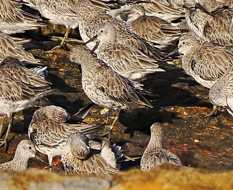 Great Knot by Roland Muench.jpg