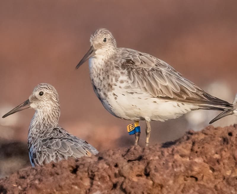Great Knot by Ulrike Kachel.jpg