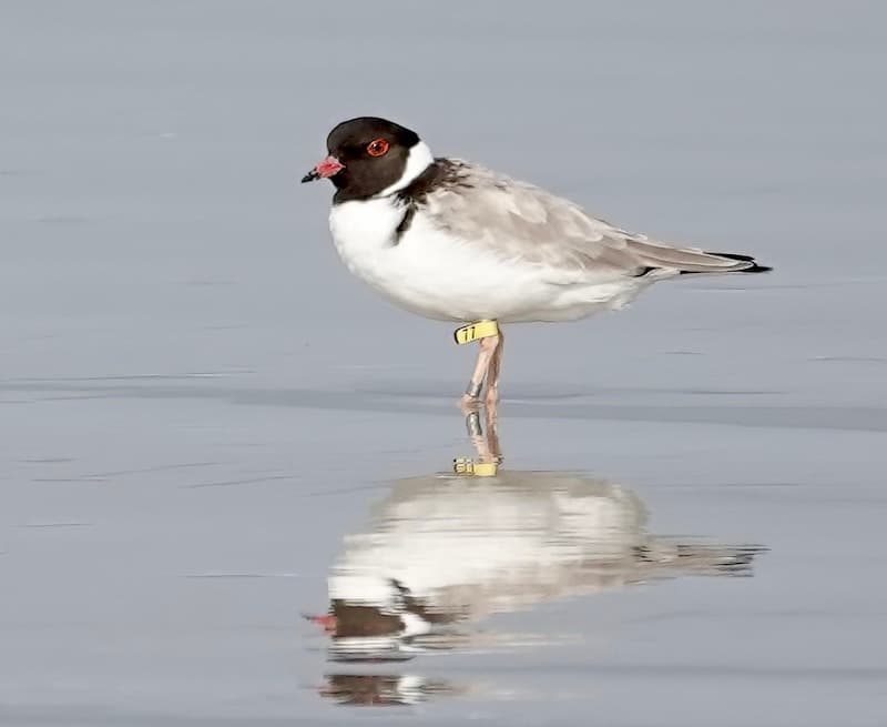 Hooded Plover by Leanne Cusack.jpeg