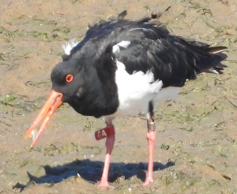 Pied Oystercatch by Roz Jessop.jpg