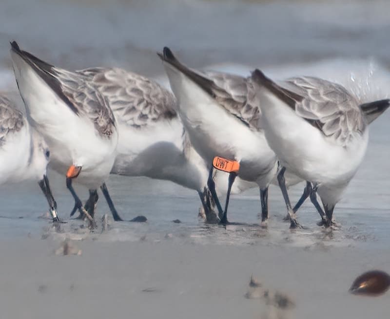Sanderling by Andrew Patterson.jpg